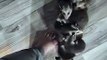 Rescued Possum Adopts Orphan Babies and Goes for Stroll