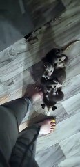Rescued Possum Adopts Orphan Babies and Goes for Stroll
