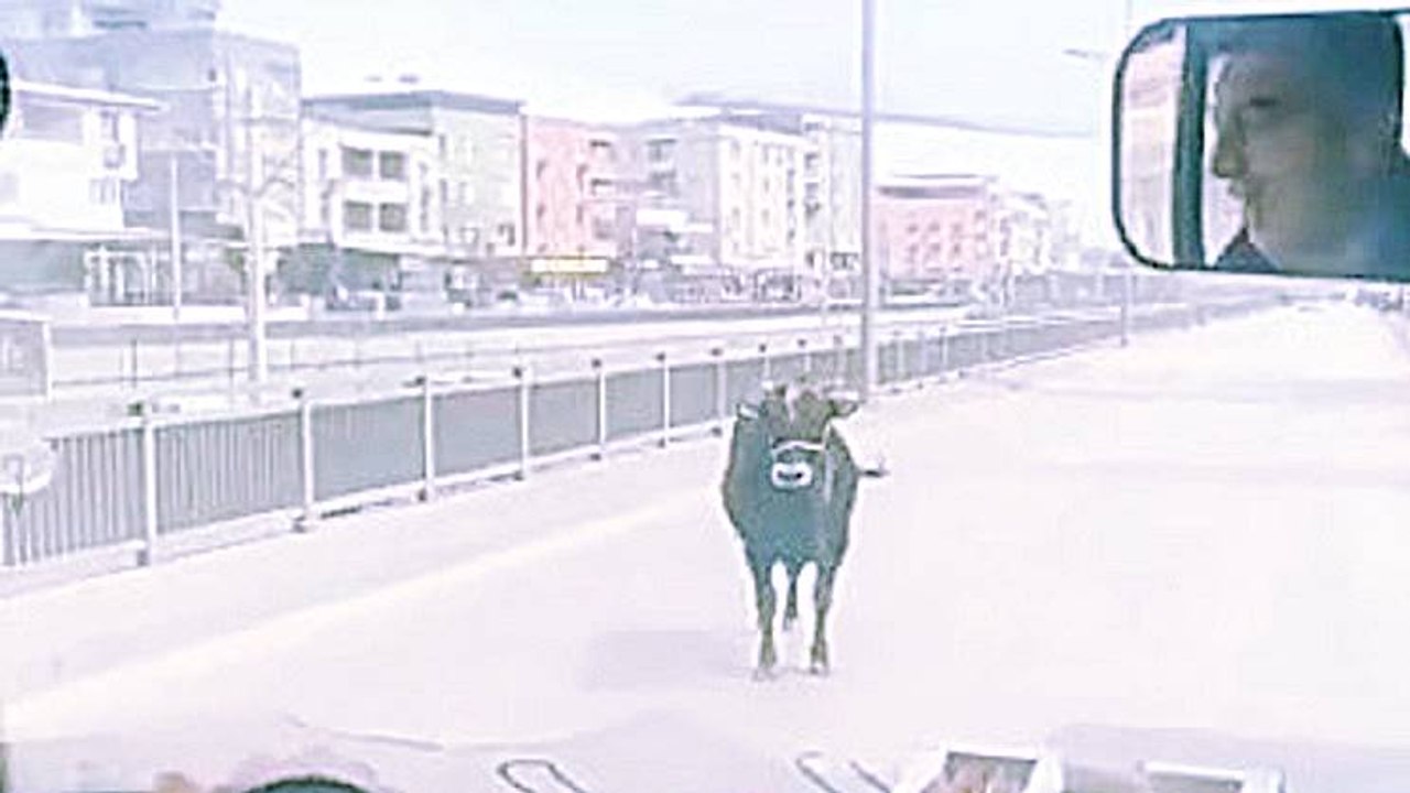 Kaçan boğa ortalığı birbirine kattı -