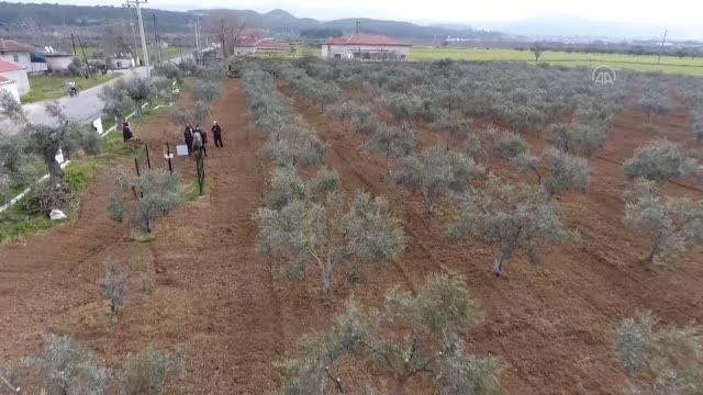 Zeytincilik Çalıştayı na katılan akademisyenler ve üreticiler zeytin alanlarını inceledi