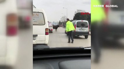 Bursa'da kaçan boğa kendisini yakalamak isteyenleri önüne katıp böyle kovaladı