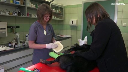 Polen: Hilfe für Haustiere aus der Ukraine