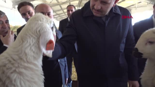 VALİ AYHAN SİVAS, KÜÇÜKBAŞ HAYVANCILIKTA MERKEZ OLACAK