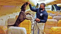 How TSA bomb-sniffing dogs are trained