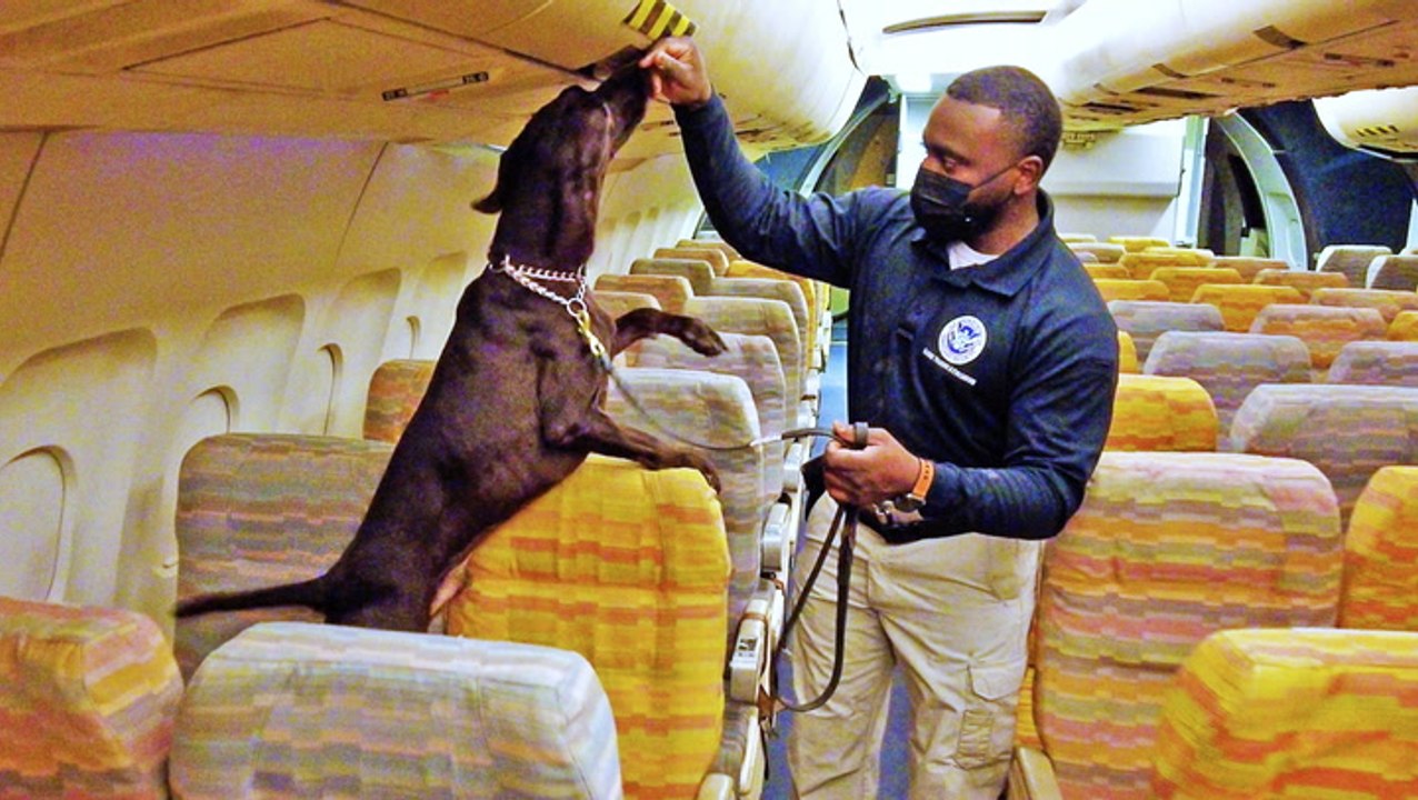 How TSA bomb-sniffing dogs are trained