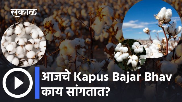 आजचे Kapus Bajar Bhav काय सांगतात? | Kapus Bajar Bhav