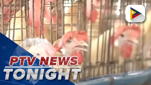 BAI appeals for stricter surveillance, containment measures to prevent spread of bird flu