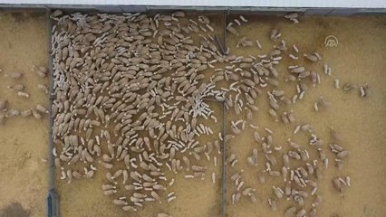 Baharın müjdecisi kuzular anneleriyle buluştu