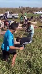 Cerdos carneados en la ruta en Córdoba