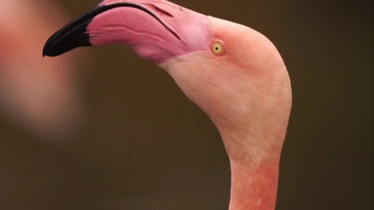 A Giant Flamingo Is Taking Over Tampa International Airport
