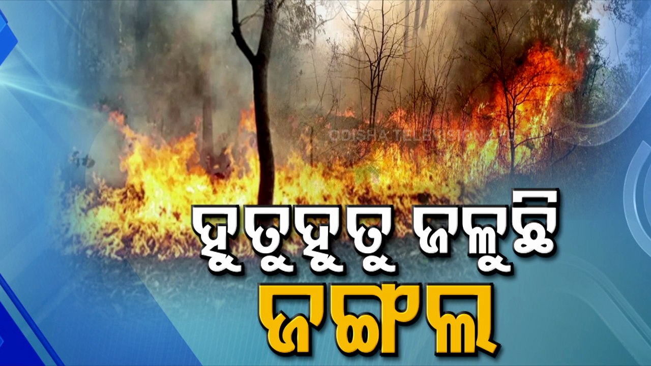 Frequent Forest Fires Raise Environmental Concern In Odisha