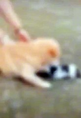 cat fights with dog