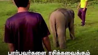Baby Elephant Enjoys His Football Play Time With Mom
