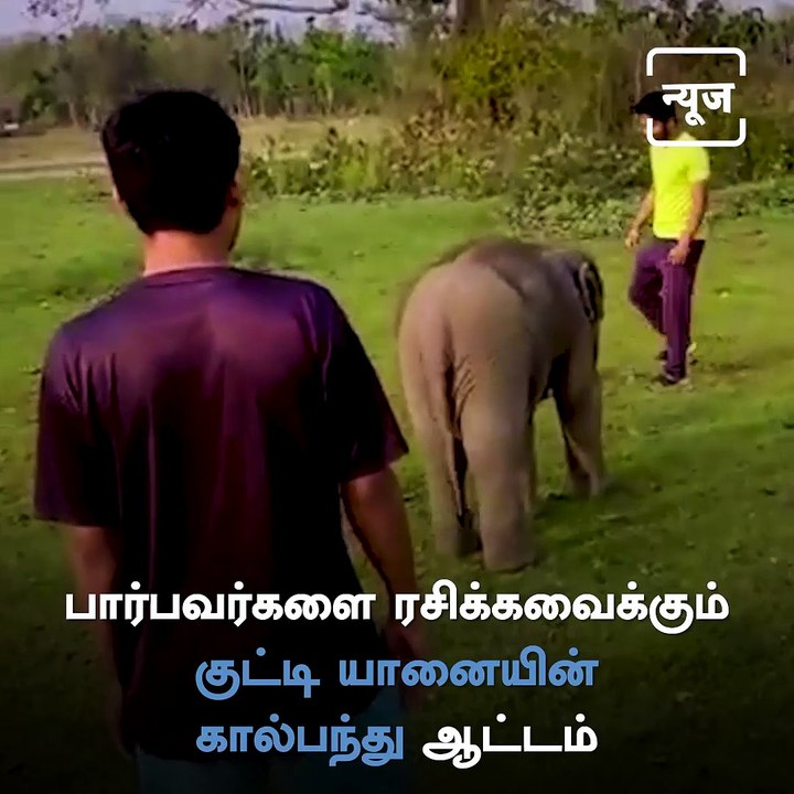 Baby Elephant Enjoys His Football Play Time With Mom