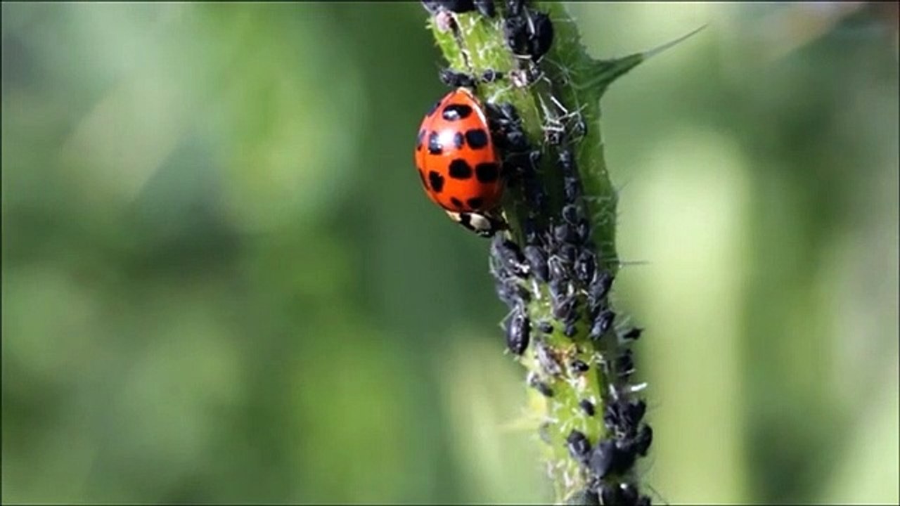 Ladybug - 37