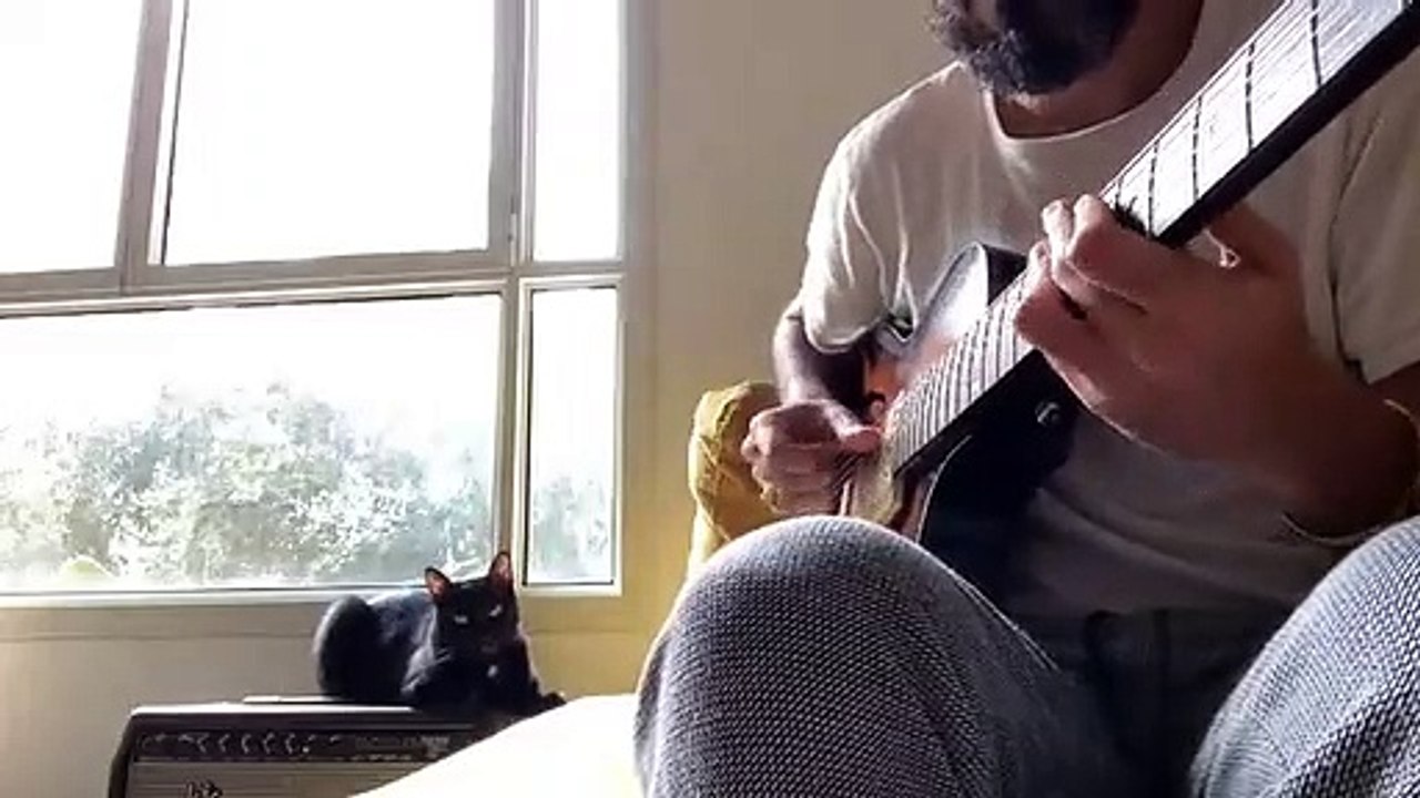 Quand ton chat chante le Blues