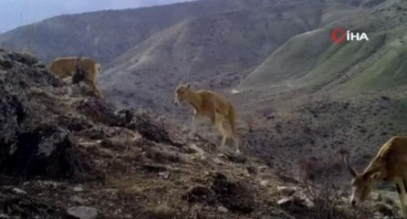 Yaban hayatı fotokapanlara böyle yansıdı