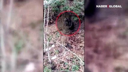 Rize'nin İkizdere ilçesinde karla mücadele ekipleri ayı ile karşılaştı! O anlar kamerada