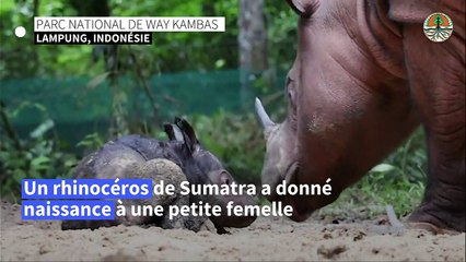 Indonésie: naissance rare d'un rhinocéros de Sumatra