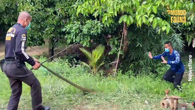 Feroz cobra real de más de 3 metros de largo persigue a unos domadores de serpientes