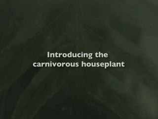 EverQuest II : Kingdom of Sky : Tistou les pouces verts