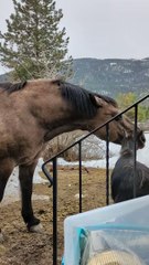 Horse Helps Goat Get Some Height