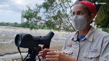 Los manglares de Panamá, un entorno único en peligro