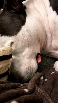 Dog Sleeps and Snores Like in the Cartoons