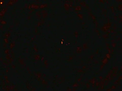 Spectrobes : Balade en vaisseau