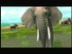 Afrika : Spot japonais : Un éléphant, ça trompe énormément