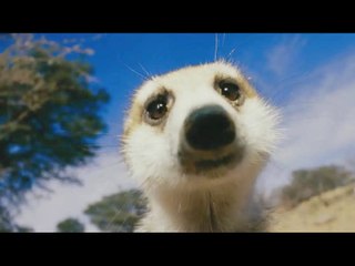 Afrika : La faune africaine