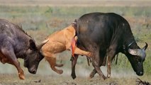 لا يصدق ... مات الأسد بشكل مأساوي عند مواجهته زعيم قطيع الجاموس | Unbelievable...the lion tragically died when confronting the leader of the buffalo herd