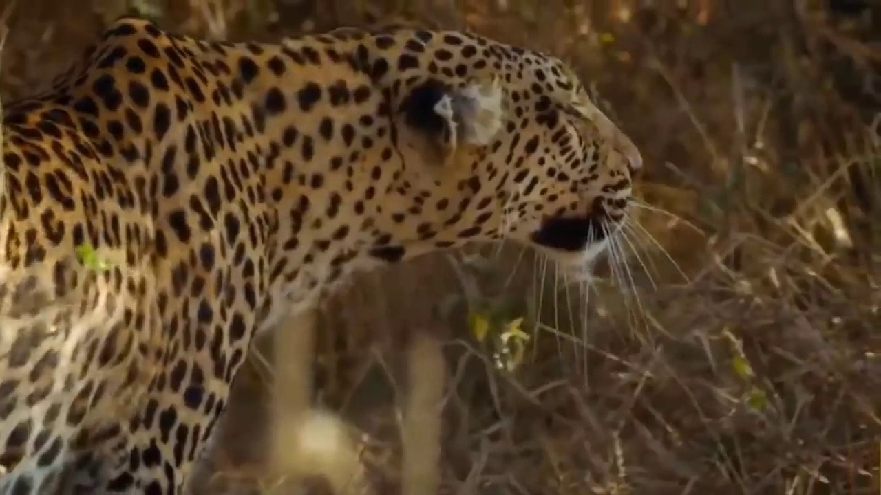 Angry Mother Baboon Tortures Leopard To Save Her Baby