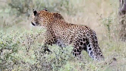 Python Was Pierced By Impala's Sharp Horns And The Profiteer Was Hyenas