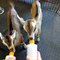 Twin Baby Goats Love Mealtime
