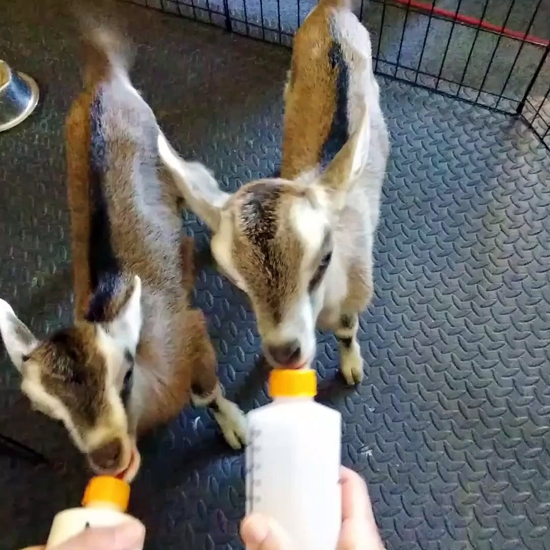 ⁣Twin Baby Goats Love Mealtime