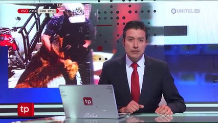 Hachiko, el pastor alemán que fue robado en El Alto regresó a su hogar