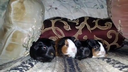BABY CAVIA PORCELLUS PIXIE CLOVER PIXIE CLOVER 20210330_065822
