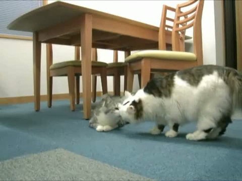 Yume Neko DS : Trailer plein de poils