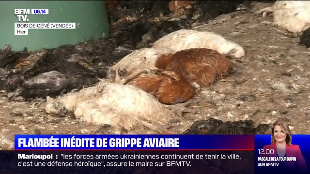 Flambée inédite de grippe aviaire: plus de 14 millions de volailles ont dû être abattues