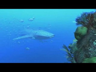 Aquanaut's Holiday : Sous les flots