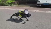 Şanghay'da robot köpek gündem oldu