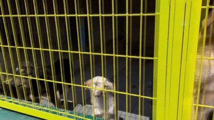 Sahipsiz köpeklerle ilgili belediyelere ihbar yağıyor