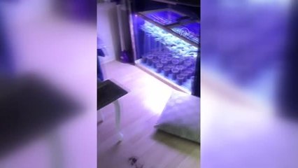 Evinde Hint keneviri yetiştiren zanlı tutuklandı