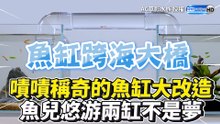 嘖嘖稱奇的魚缸大改造 魚兒悠游兩缸不是夢