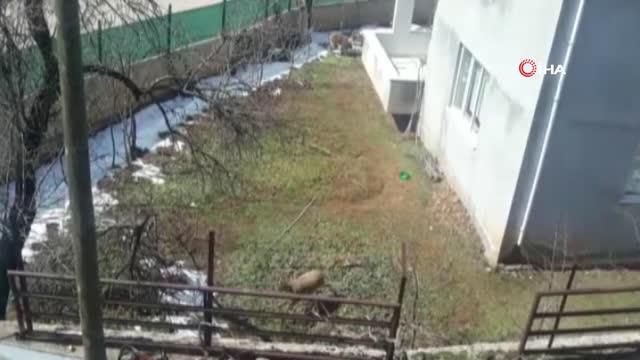 Antalya'da mahallenin ürkek misafirleri...Soğuk havada yiyecek bulmakta zorlanan yaban keçileri evlerin bahçelerine kadar indi
