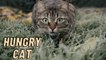 Very Hungry Cat Eating | Feeding Hungry Stray Cat Video By Kingdom Of Awais