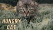 Very Hungry Cat Eating | Feeding Hungry Stray Cat Video By Kingdom Of Awais