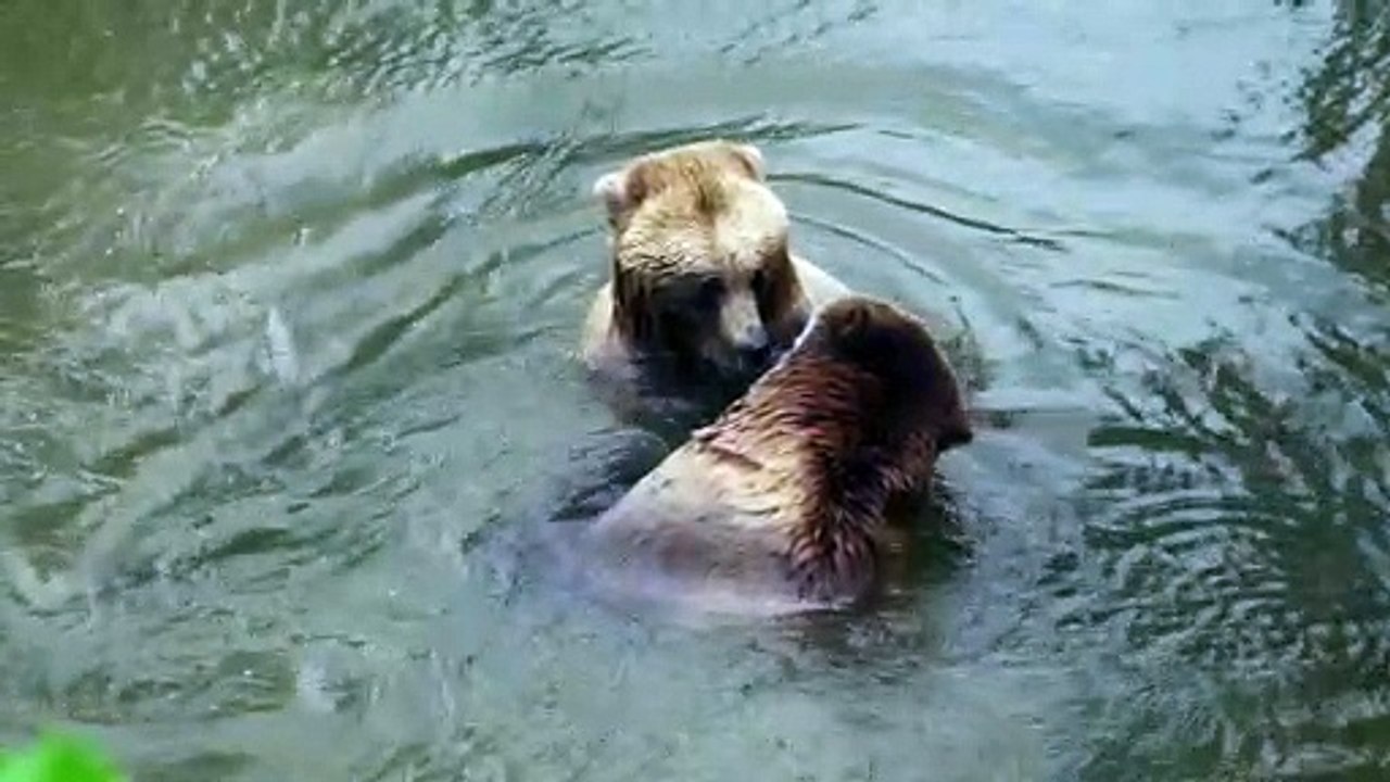 Swimming bears