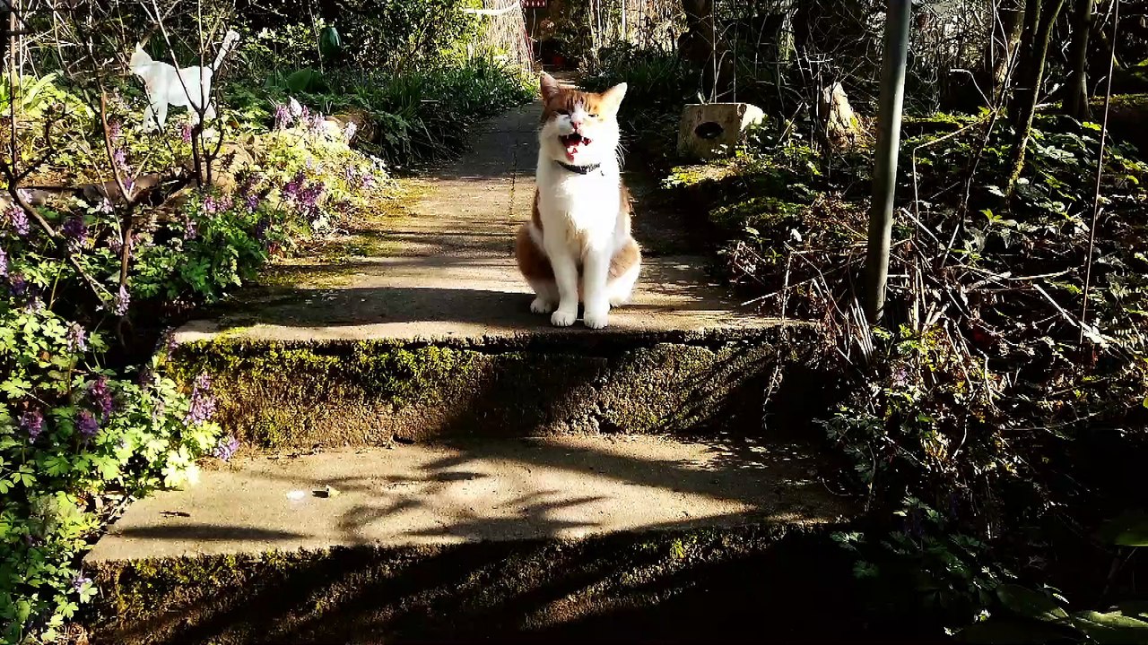 Geliebte Katzen - gerade nochmal gutgefangen